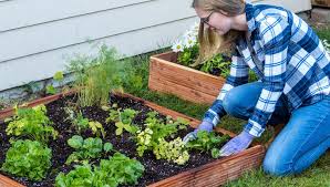 Articles For Beginner Gardeners