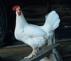 Check spelling or type a new query. All You Need To Know About Rooster Crowing The Happy Chicken Coop