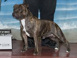 The coat colors are red, fawn, white, blue, black, and brindle. Staffordshire Bull Terrier Dog Spotters