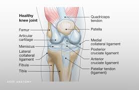 Again, our knowledge of how mechanical stimulus mediates ligament and tendon structure is more empirical and less. Knee Anatomy Knee Injuries Chicago Westchester Hinsdale Il Nikhil Verma Md