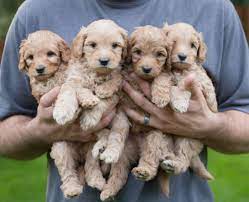 how to find a good labradoodle breeder