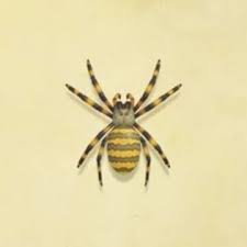There are several reasons why a pine tree can become sick. Spider Animal Crossing Wiki Fandom