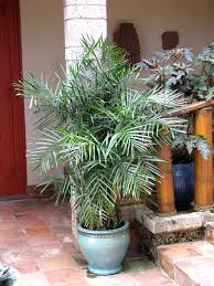 4 Palm Tree Patio Container Mix Urban