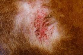 folliculitis in dogs 10 causes and how