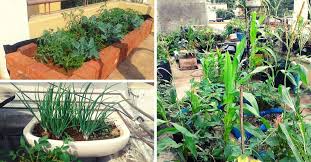 Nashik Man Uses Kitchen Waste Grows 35