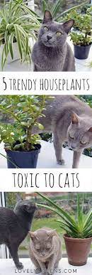 5 Common Houseplants Toxic To Cats