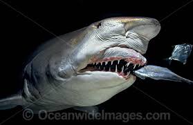 sand tiger shark grey nurse shark