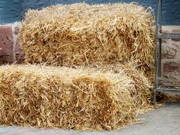growing potatoes in hay or straw bales
