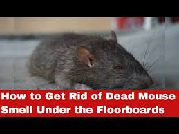 Dead Mouse Smell Under The Floorboards