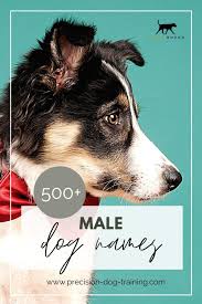 male dog names find one that will