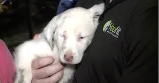 Maybe you would like to learn more about one of these? Deaf Foster Puppy Rescued After Being Stuck In 50 Foot Hole For Over 24 Hours Cbs News
