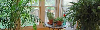 Best Windows For Growing Indoor Plants