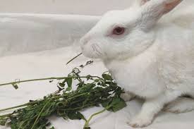 Do Rabbits Need Hay For Bedding All
