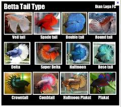 The Genetics Of Betta Fish Tail Types My Aquarium Club
