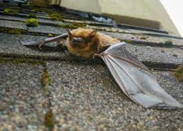 bat proof your house this summer in
