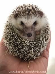 Stasi kanyuck, owner, has been breeding hedgehogs for the last 20+ years, and is one of the most respected, and experienced, breeders in the country. Hedgehogs For Sale