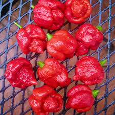 pepper extreme hot trinidad moruga