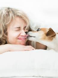 exactly how gross are dog kisses