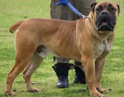 Imported south african boerboel puppys for sale. Dark Clouds Modern Molosser