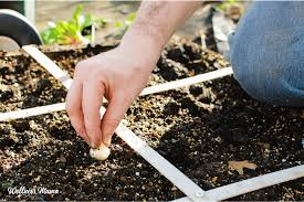 how to get started square foot gardening