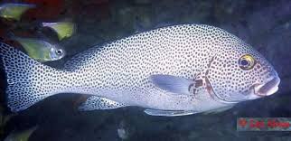 dotted sweetlips plectorhinchus picus