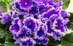 African violet indoor house plant dress rehearsal by. 10 Tips For Caring For African Violets Garden Lovers Club