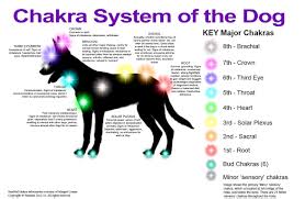 Animal Chakra Systems