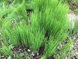 Horsetail is found growing wild along stream banks and river bottoms throughout north america. Horsetail Nightmare Ask An Expert