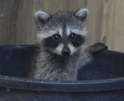Accept it or not, but you can't and will never be able to have a raccoon as a. Was Landlord Correct In Killing Rampaging Raccoon East Bay Times