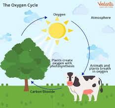 oxygen cycle learn diagram