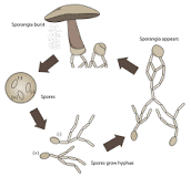 Do mushrooms reproduce sexually and asexually?