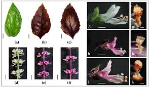 View other commonly requested plants on our wiki! Plants Free Full Text Insight Into Composition Of Bioactive Phenolic Compounds In Leaves And Flowers Of Green And Purple Basil