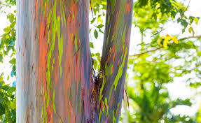 Rainbow Eucalyptus Planting And Care