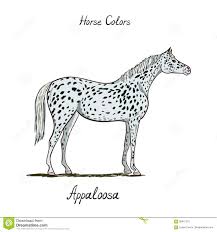Horse Color Chart On White Equine Appaloosa Coat Color With
