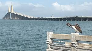 skyway fishing pier s pelican impact