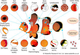 Marine Fish Disease Diagnosis Chart