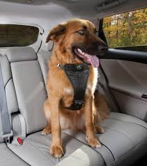 Dog Car Harness
