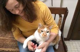 train cat nail trims with patience for cats