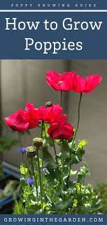 The poppies you buy from the. How To Grow Poppies 8 Tips For Growing Poppies Growing In The Garden