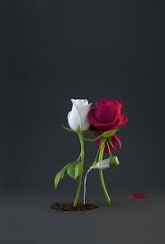 love flower roses sweetest