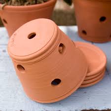 Buy Small Orchid Terracotta