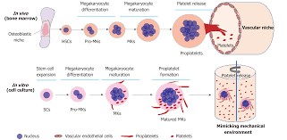 Induction Of Differentiation Of Human Stem Cells Ex Vivo