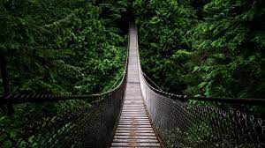 old growth forest, canopy walkway ...