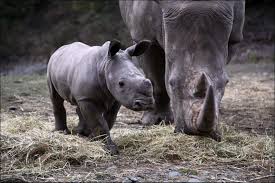 orana s rhino baby turns one scoop news