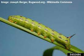 I saw this caterpillar on swamp milkweed (asclepias incarnta). 31 Types Of Green Caterpillars With Identification Guide And Pictures