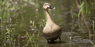 why-do-ducks-wag-their-tails