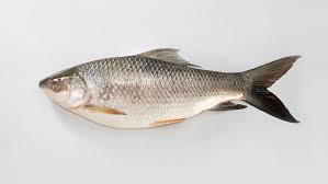 rohu fish images browse 1 062 stock
