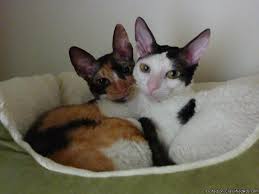 Cats & kittens for sale and adoption ads. Cornish Rex Cats Price Free For Sale In Fort Myers Florida Best Pets Online