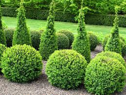 13 best evergreen shrubs for lovely