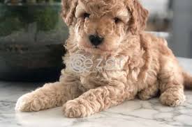 adoption chocolate toy poodle puppies